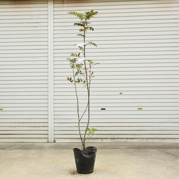 Amazon.co.jp: 庭木・植木：ナナカマド（ななかまど）七竈 特大株 現品